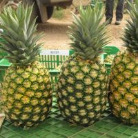 fresh pineapple for sale