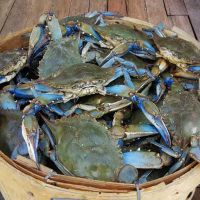 blue swimmer crab wholesale