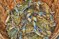 blue swimming crab buy online