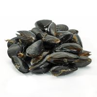 black mussel for sale