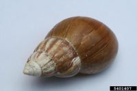 albino giant african land snails for sale uk