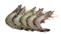 fresh florida shrimp for sale