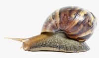 giant african land snail buy online