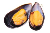 fresh mussels for sale nz