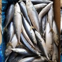 frozen mackerel for sale ebay uk