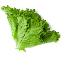 green lettuce plant for sale