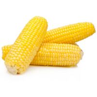 fresh yellow corn for sale