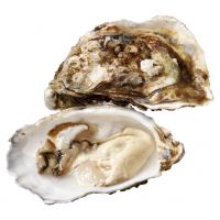 https://www.tradekey.com/product_view/Best-Oysters-And-Seafood-Near-Me-9834977.html