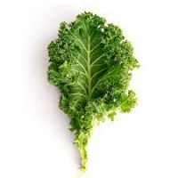 kale vegetable for sale ebay