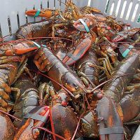 Frozen Lobster For Sale Bulk