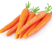 Fresh Carrots For Sale England