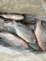 frozen tilapia fish uk