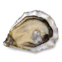https://ar.tradekey.com/product_view/Best-Seafood-For-Beginners-9834981.html