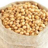 soybean seed for sale