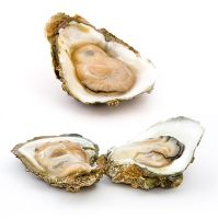 https://www.tradekey.com/product_view/Bluff-Oysters-For-Sale-Hamilton-9834991.html