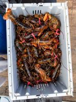 frozen lobster for sale