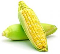 yellow corn for sale