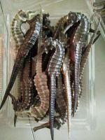 dry seahorse for sale brisbane