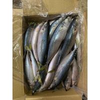 frozen tilapia fish for sale bulk