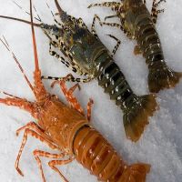 frozen lobster for sale ebay uk