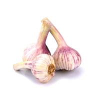 Fresh Garlic For Sale Holland