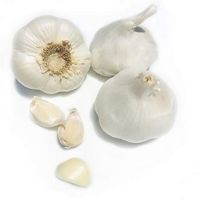 Fresh Garlic For Sale Home Depot