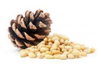 Pine Nuts Suppliers Hub