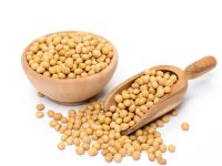 organic soybean seed suppliers
