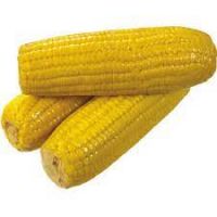 yellow corn maize suppliers