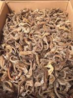 Dried Seahorse For Sale Uk
