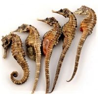 Dried Seahorse Cost