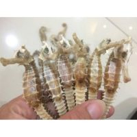 dried seahorse price
