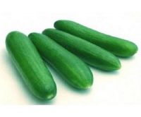 Fresh Cucumber