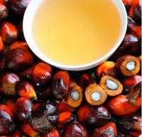 pure oil palm for sale