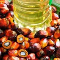 natural oil palm for sale