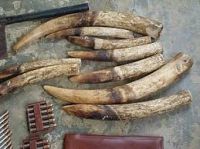  Ivory tusks in stock