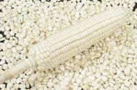 NON GMO White Corn Maize