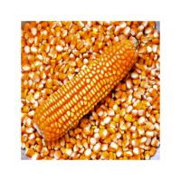 Buy white maize in large quantities fresh stock at low prices