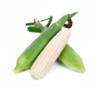 Buy white maize in large quantities fresh stock at low prices