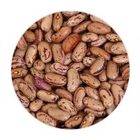 Wholesale Natural Dried Pinto Bean Purple Speckled Kidney Beans
