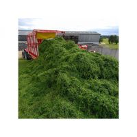 Ready to Ship Alfalfa Hay / Timothy Alfalfa Hay / Rhode Hay