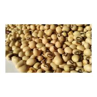 Natural Product Dried Dark Food Grade Black Eyed cowpea beans  