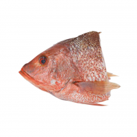 Premium Frozen Red Snapper Fish available in bulk