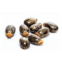 Non-GMO castor seeds for a sustainable and natural supply