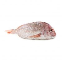 High-protein Frozen Red Snapper for seafood distributors