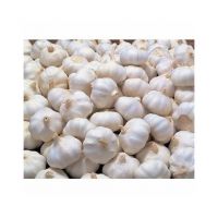 Premium Fresh Garlic for sale at competitive wholesale rates