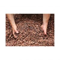 Premium cocoa beans for chocolate production in bulk supply