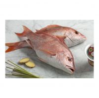 Wholesale Red Snapper with guaranteed freshness