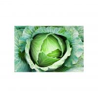 Premium fresh cabbage available for sale in bulk