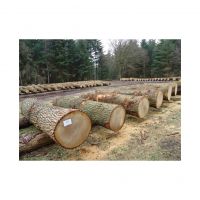 Premium quality oak wood logs for furniture and construction